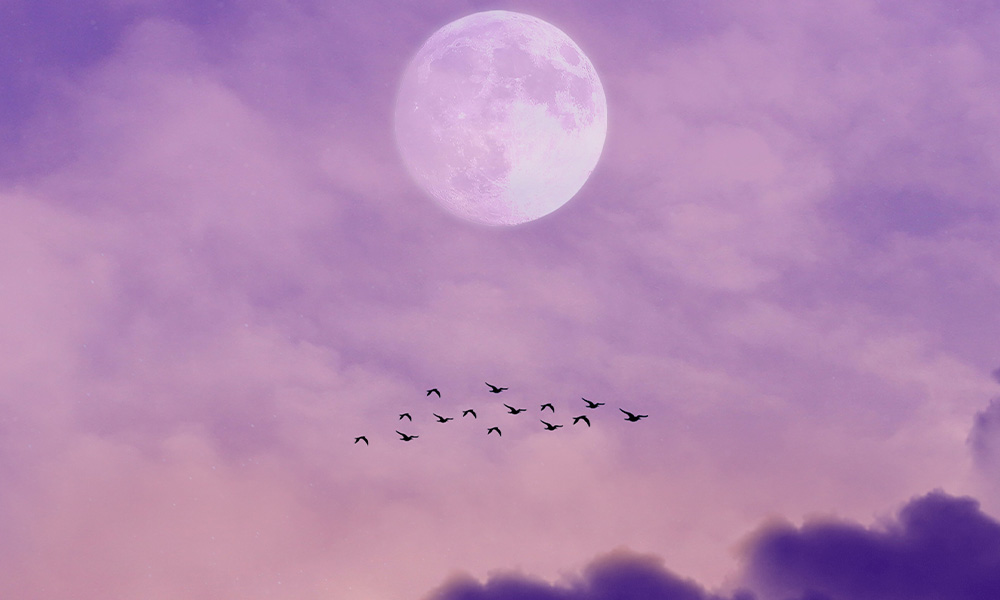 When Birds Migrated to the Moon | The MIT Press Reader