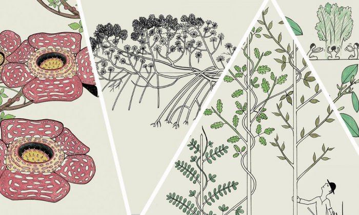 Walking Trees, Parasitic Flowers, and Other Remarkable Plants: An  Illustrated Guide | The MIT Press Reader