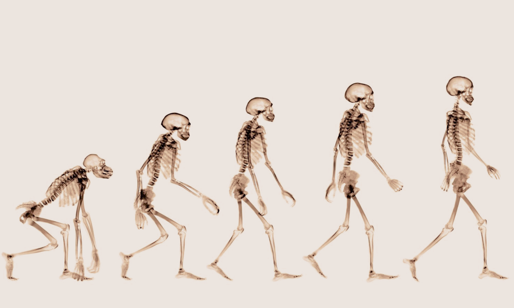 Bipedalism and Other Tales of Evolutionary Oddities