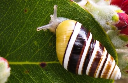 Snail Stories for a Time of Extinctions
