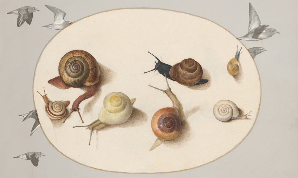 The Mysterious Deep Time Movements of Snails