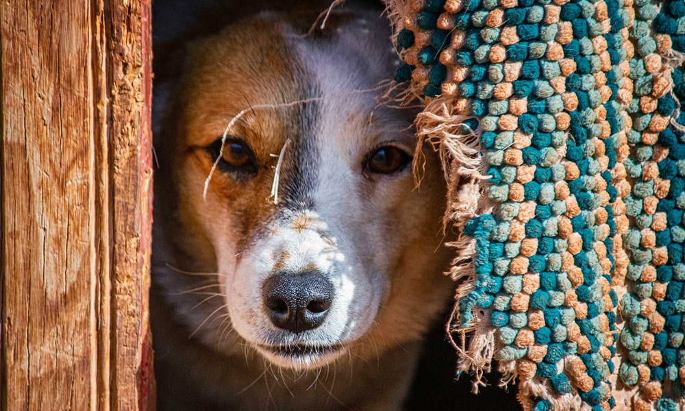 In the Spirit of Survival: How Indigenous Protectors Are Saving Rez Dogs