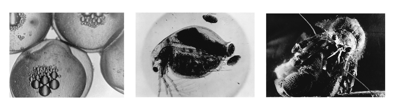 Left to right: The Stickleback’s Egg, 1927; The Daphnia, 1928; The Hermit Crab, 1929.