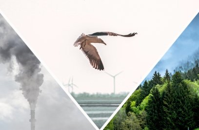 Do Wind Turbines Kill Birds? (And Other Climate Questions)