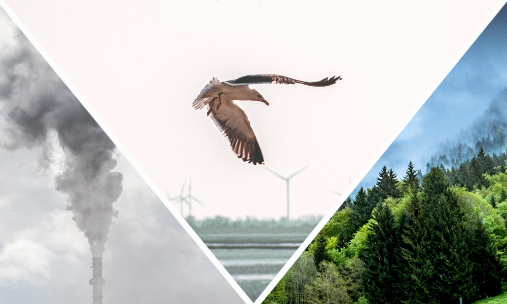 Do Wind Turbines Kill Birds? (And Other Climate Questions)