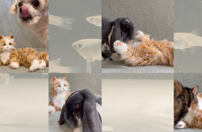 I Bought a Robot Cat for My Rabbit — and Fell Into the Weird World of Animal-Robot Research