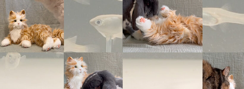 I Bought a Robot Cat for My Rabbit — and Fell Into the Weird World of Animal-Robot Research
