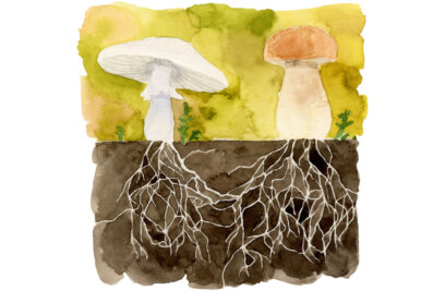 Dreams and Mycelium: Mapping the Endless Network of Existence