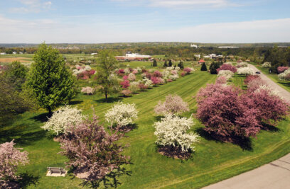 What the Crabapples Are Telling Us