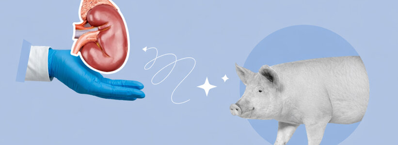 Pigs Could End the Transplant Waiting List