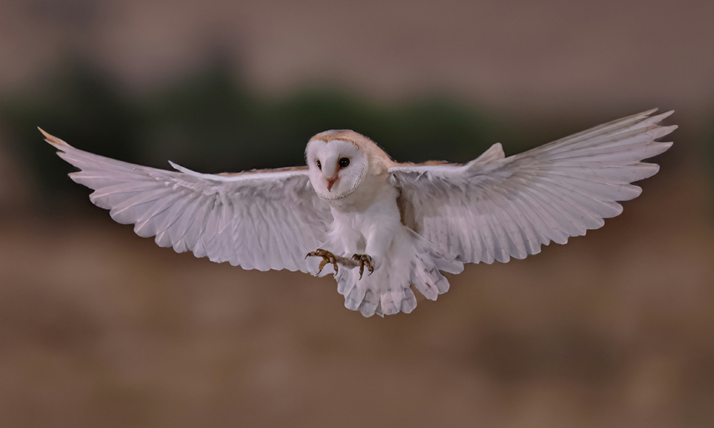 The Genius of the Barn Owl’s Feathers
